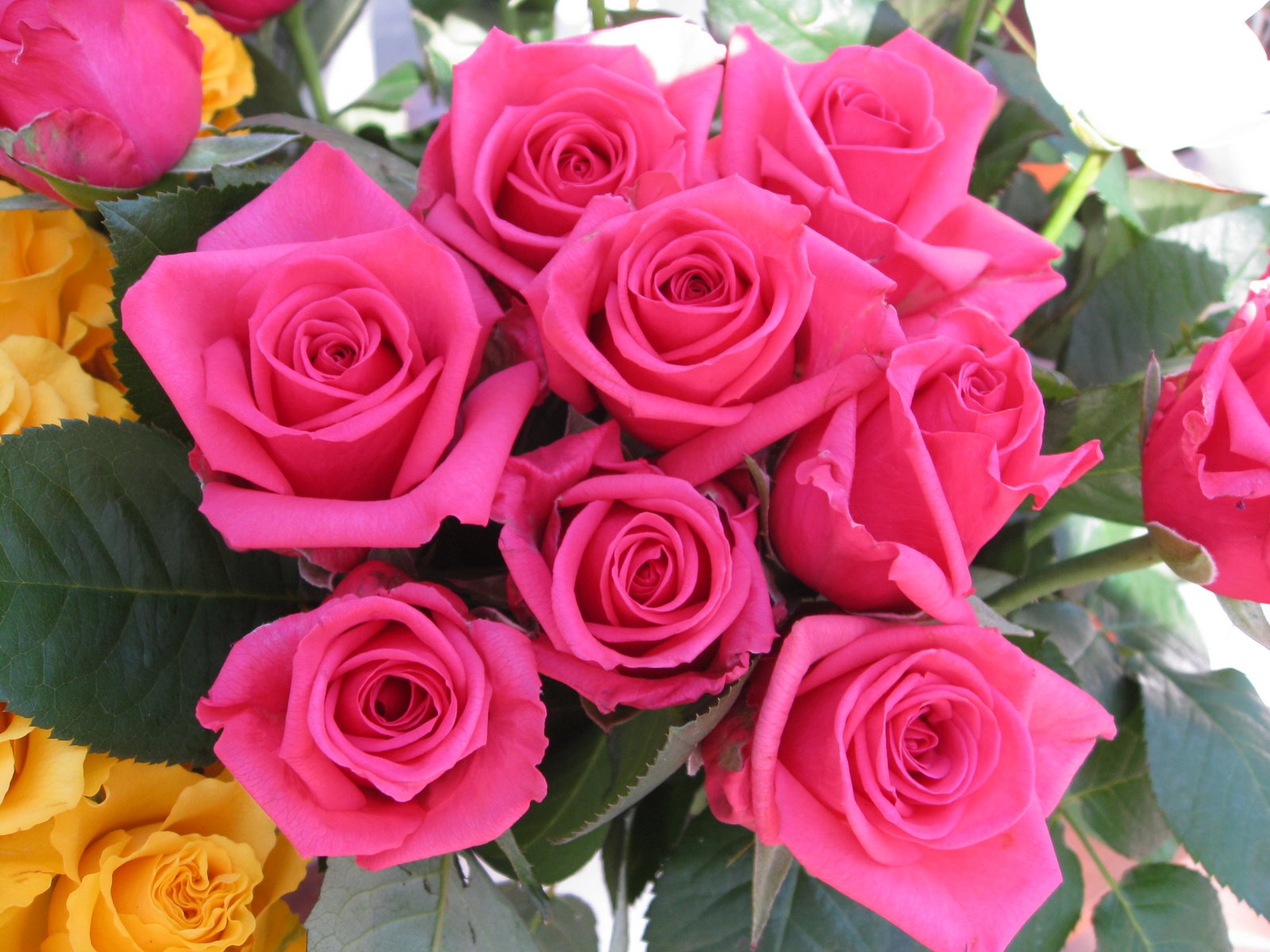 Tips Menanam dan Merawat Bunga Mawar Stek di Pot Online 