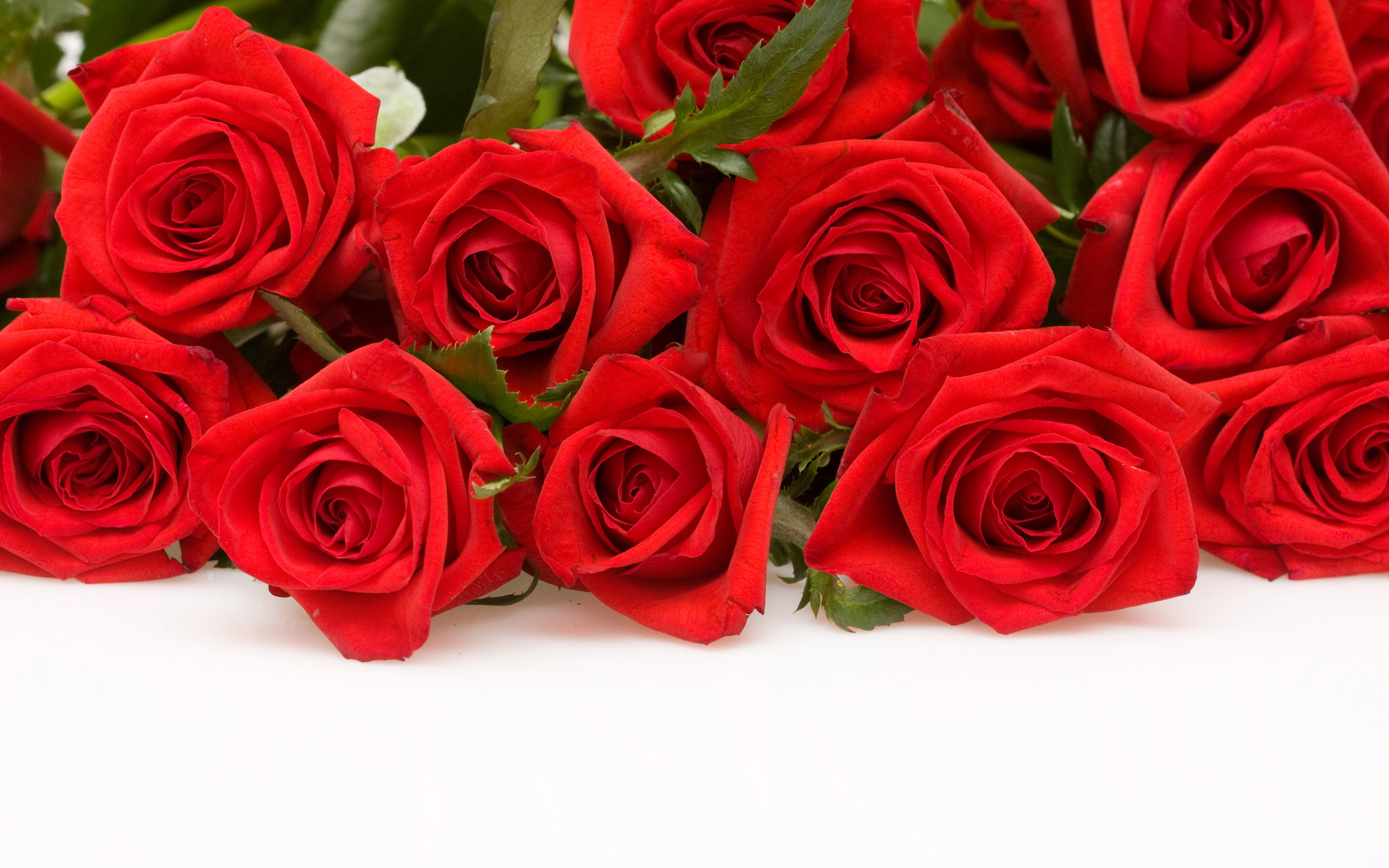 Tips Menanam Dan Merawat Bunga Mawar Stek Di Pot Online Akfar